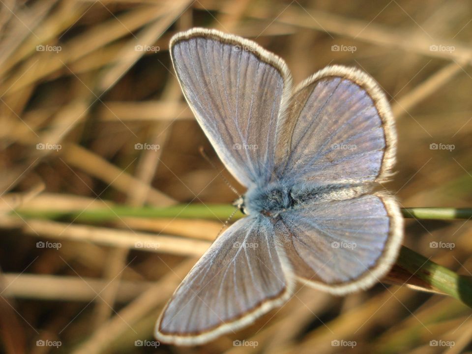 Blue butterfly