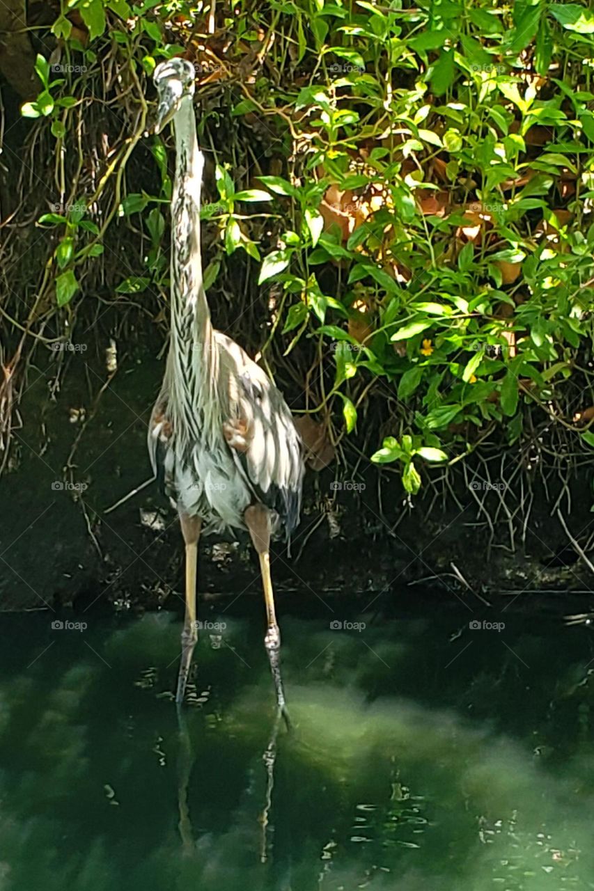 Great Blue Heron in a pond