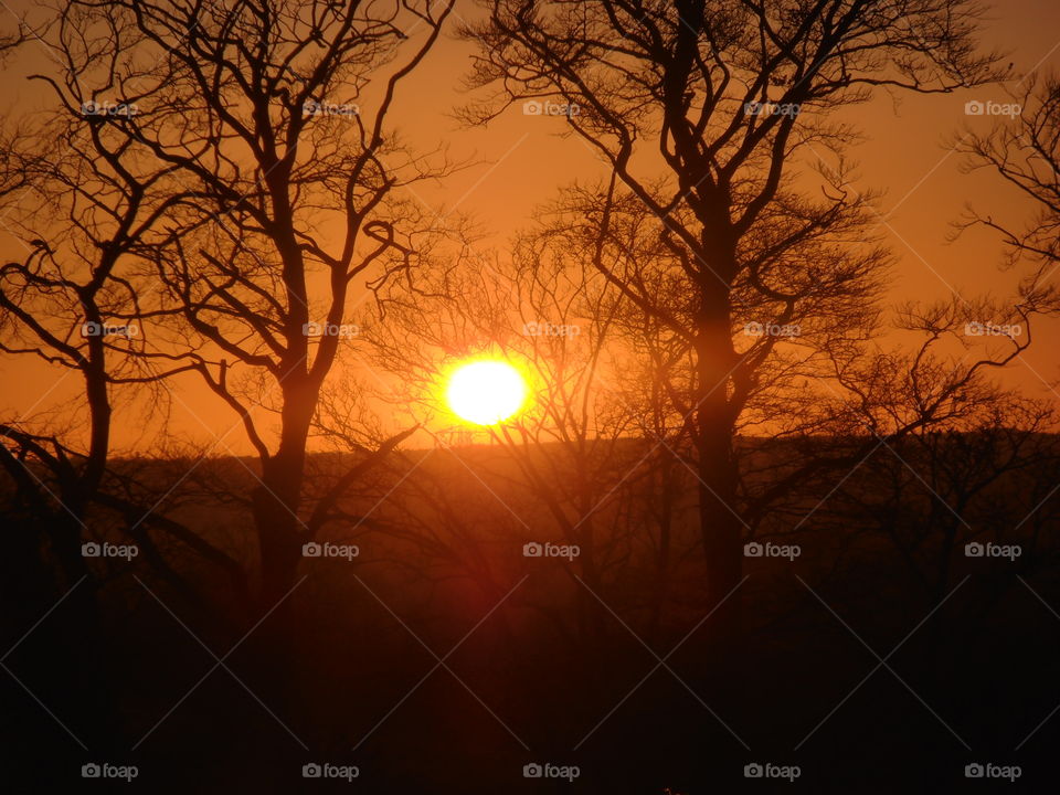 Trees At Sunset