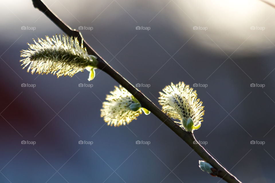 Sign of spring willow catkins , vår sälg vide pollen vårtecken 