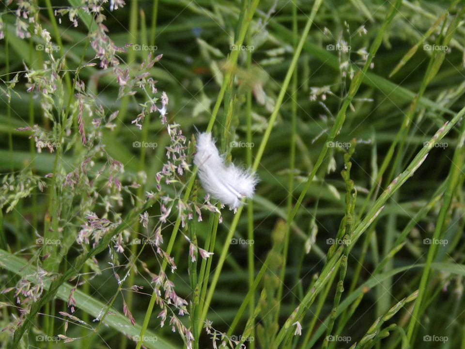 Eine Feder im Gras
