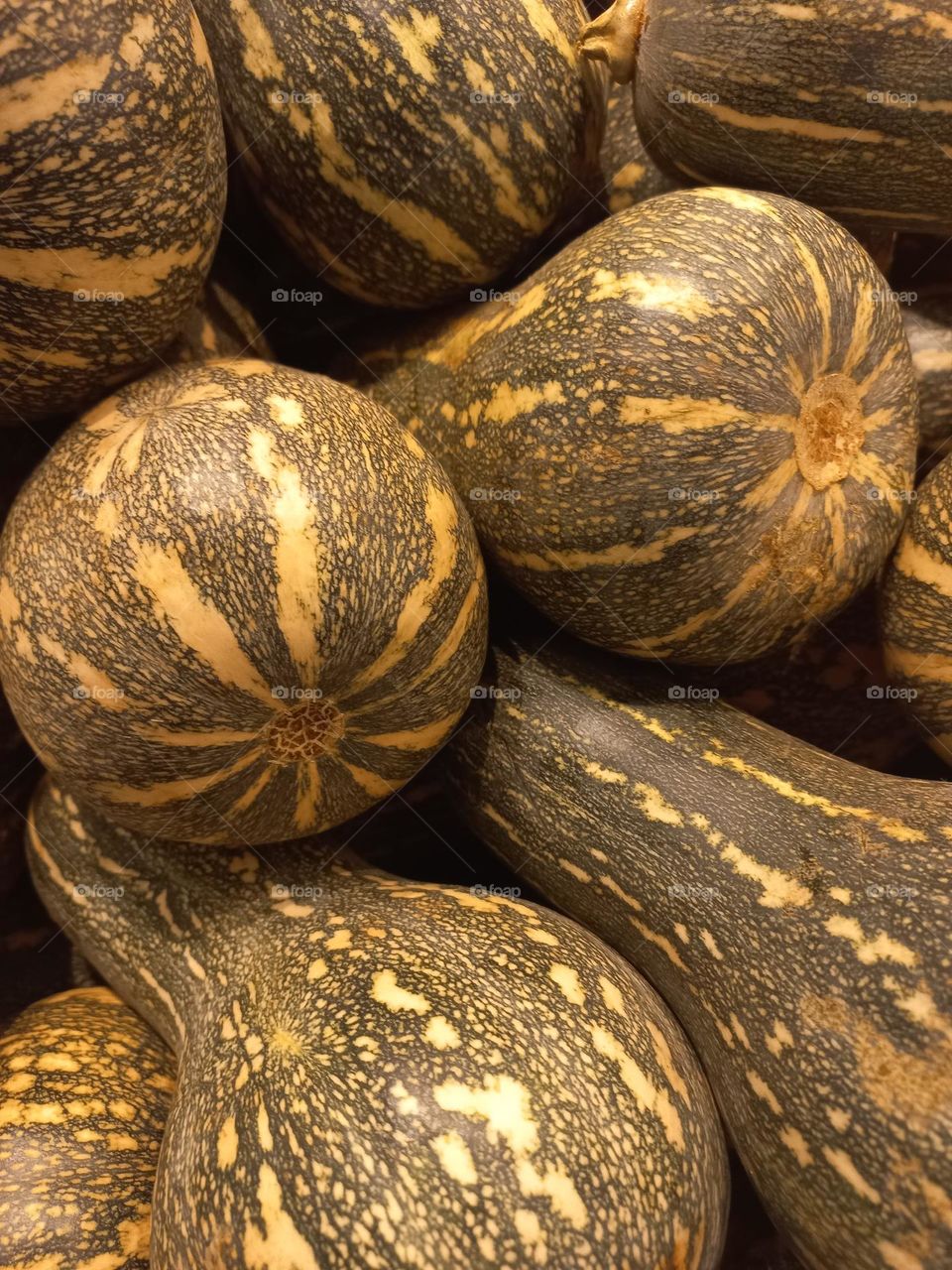 Abobora Paulista é rica em carboidratos, fibras alimentares, vitamina A, B, C E e K, além de minerais , como cálcio, fósforo, magnésio, zinco e potássio, nutriente que auxilia na redução da pressão arterial.