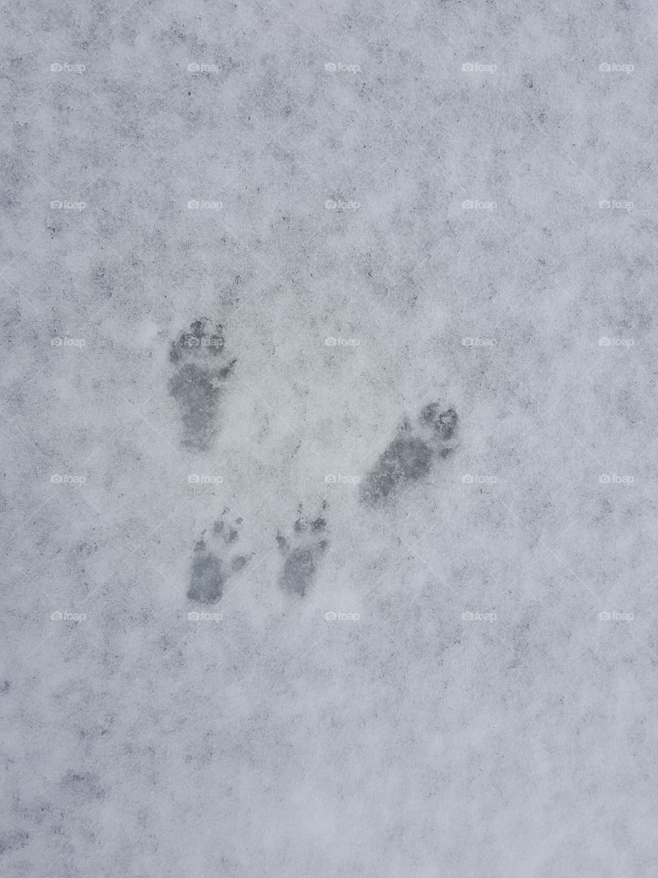 Squirrel tracks in snow