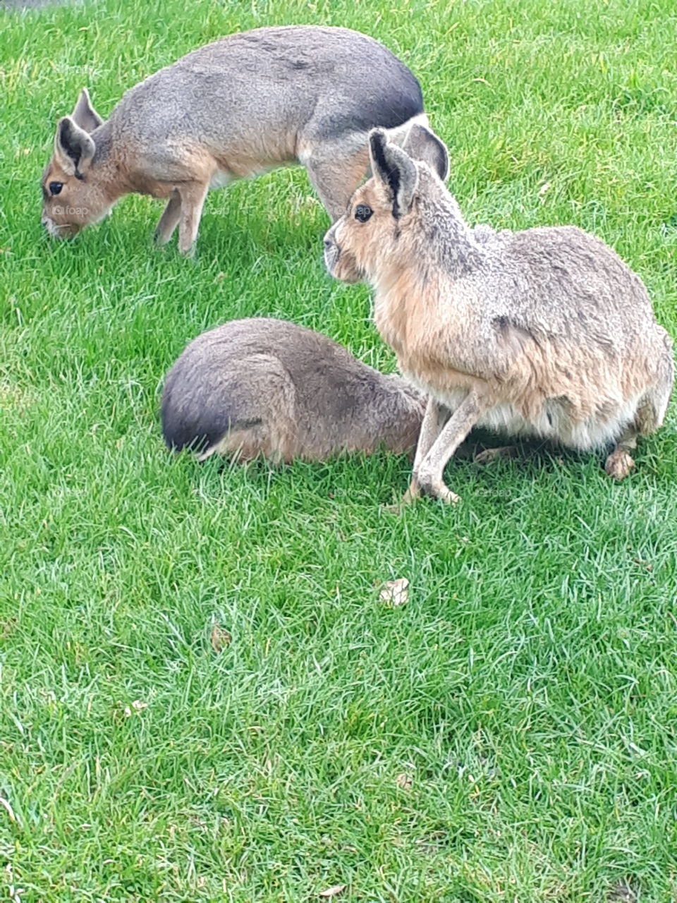 Grass, Hayfield, Mammal, Field, Animal