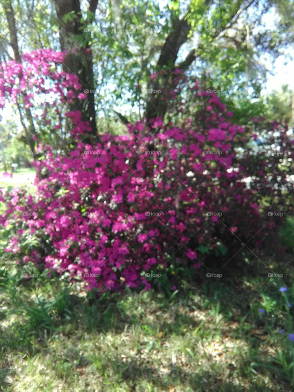 Flowering Florida shrub.