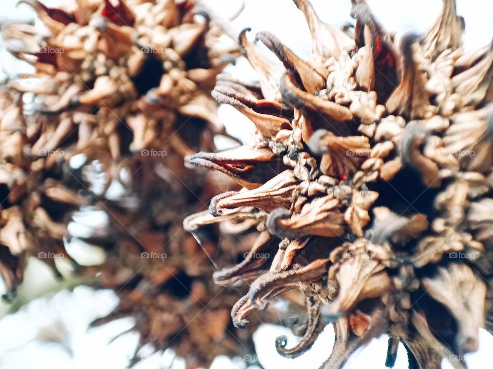 Close-up of seed capsules of a sweet gum tree