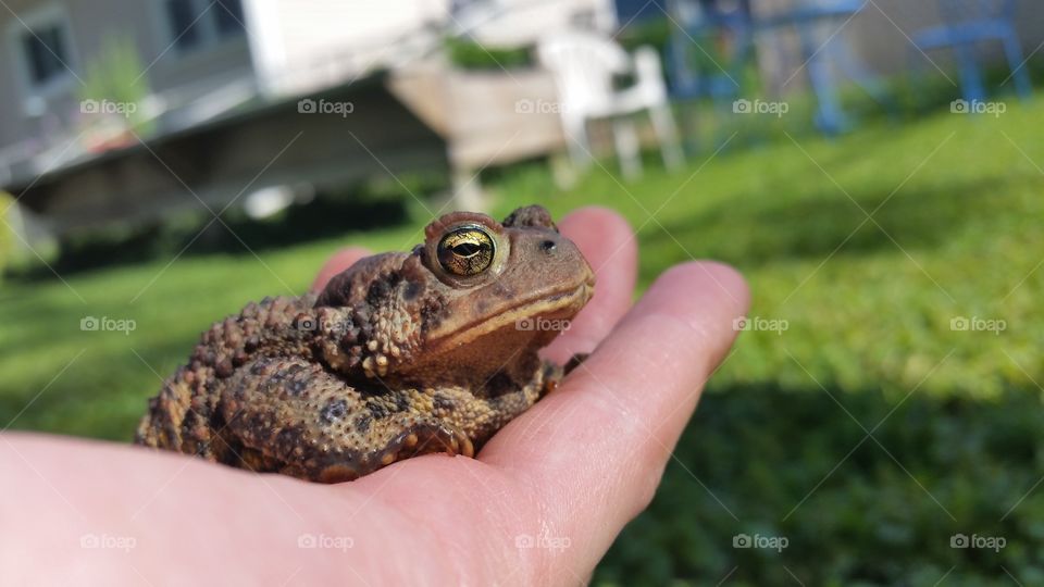 Toad closeup