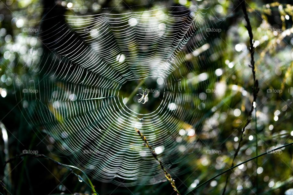 Web
