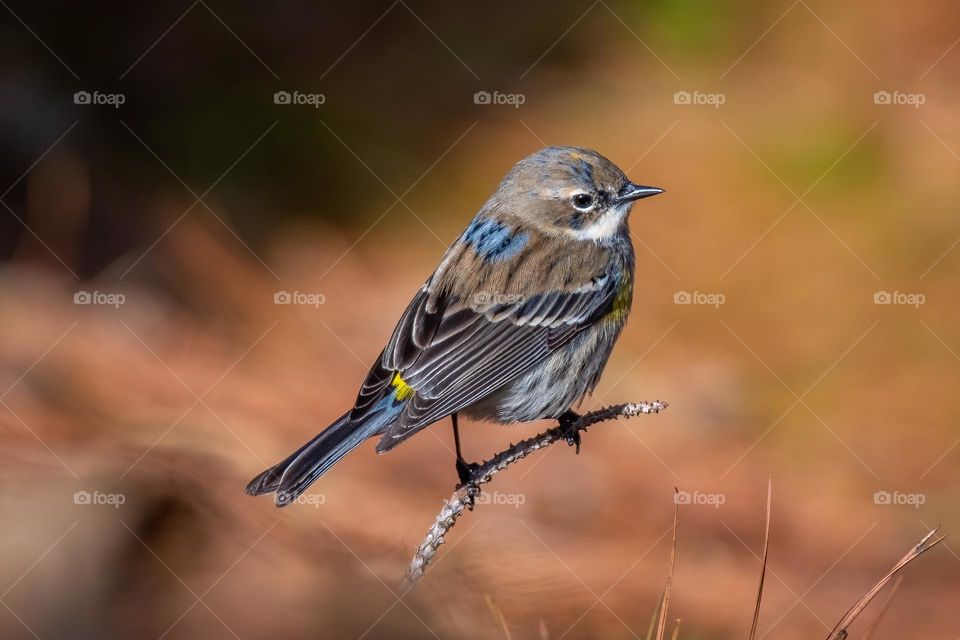 A Yellow-rumped Warbler hops on a stick from the pine needles on the forest floor. 