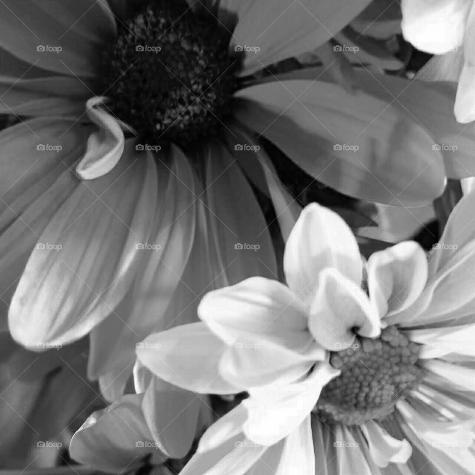 Flower, Monochrome, Flora, Nature, Floral