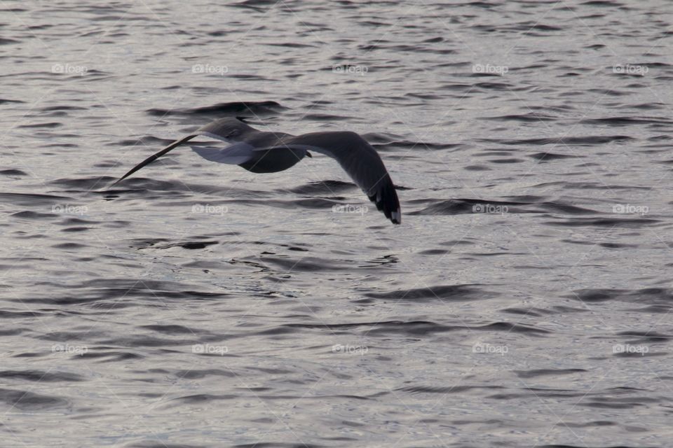 Seagull flying over sea