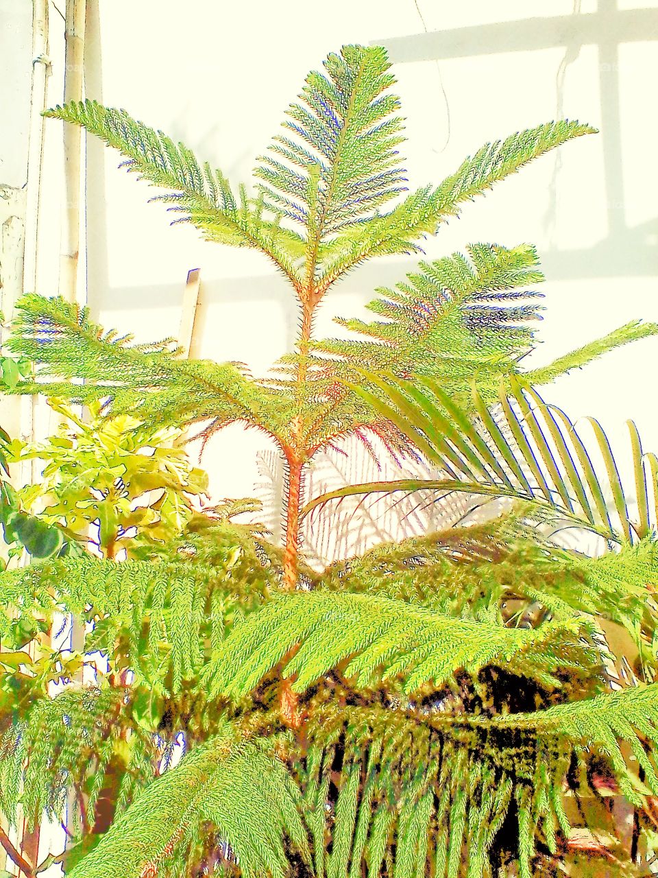 A small evergreen tree grows in a pot in front of the house