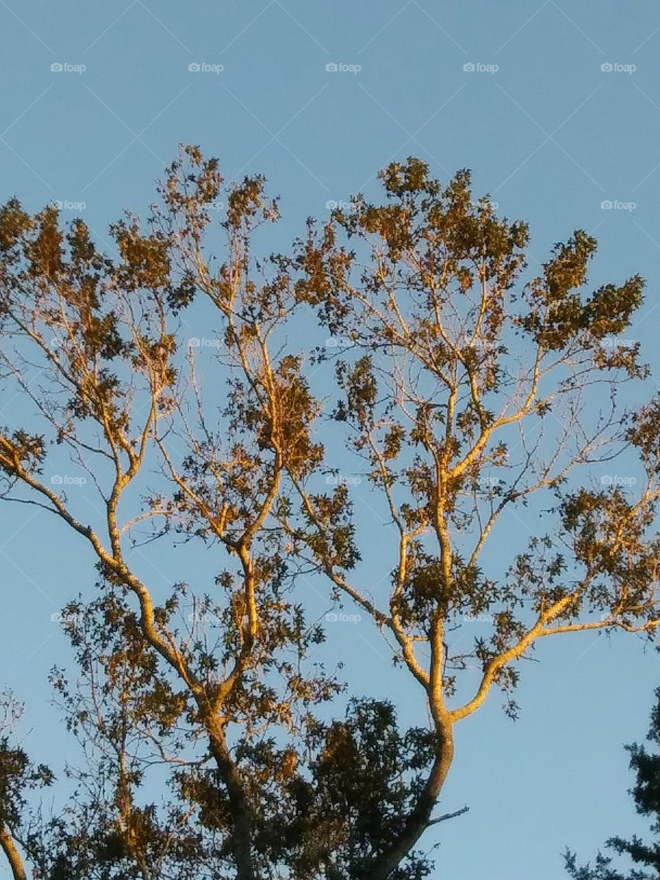 tree and sunset light