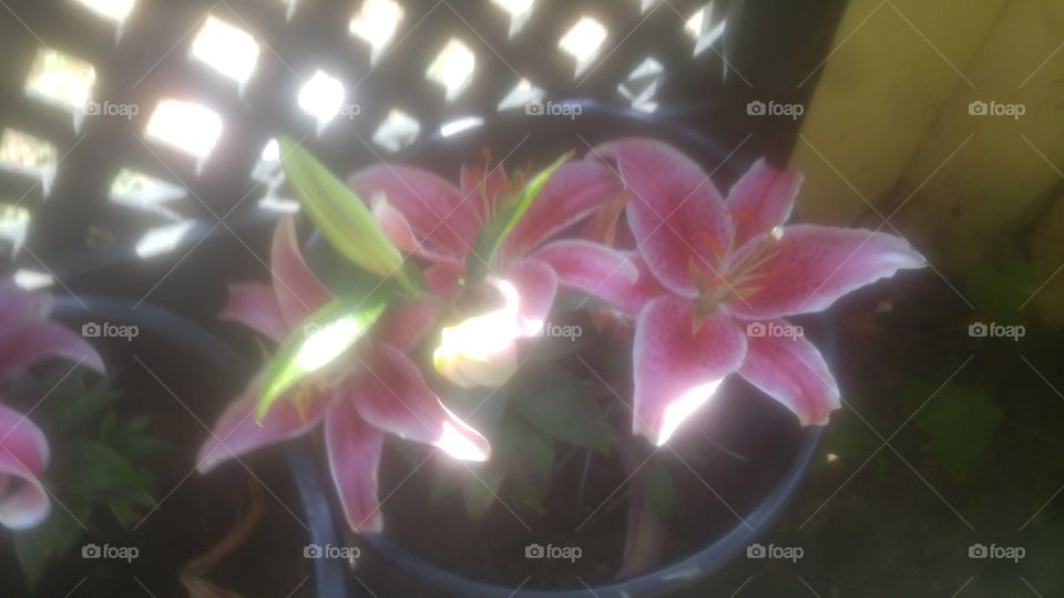 pretty flowers blurrred filter