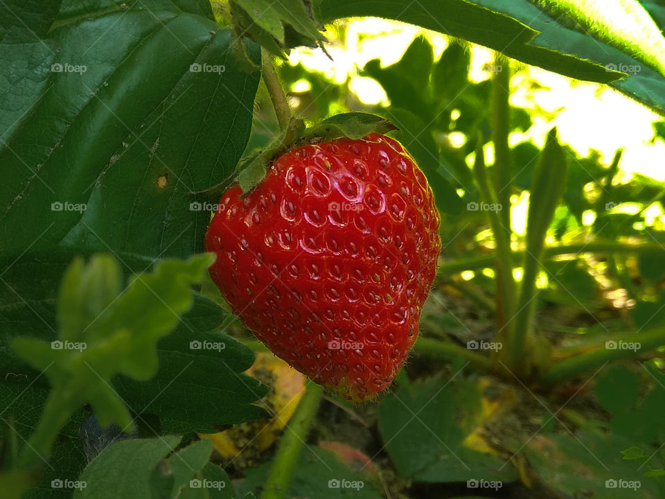 Strawberry