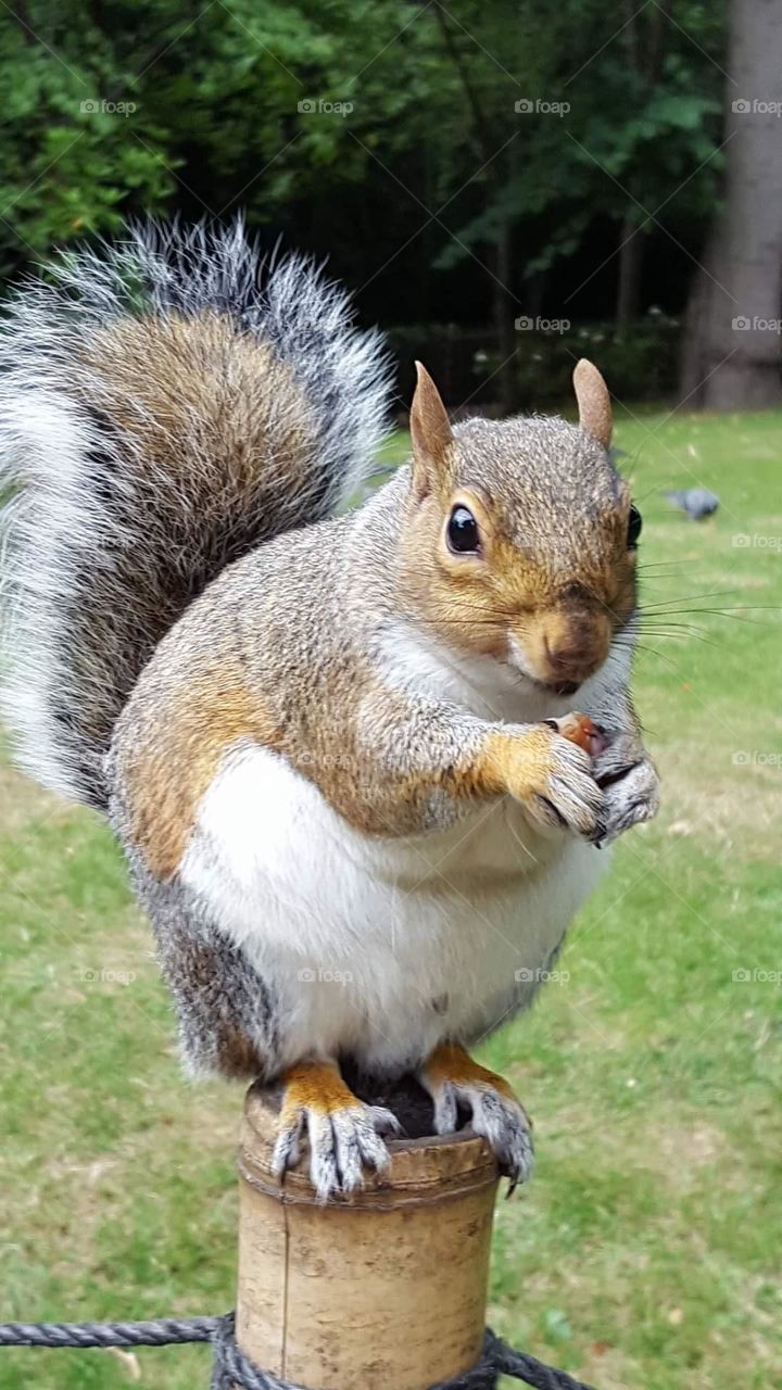 Squirrel with a nut