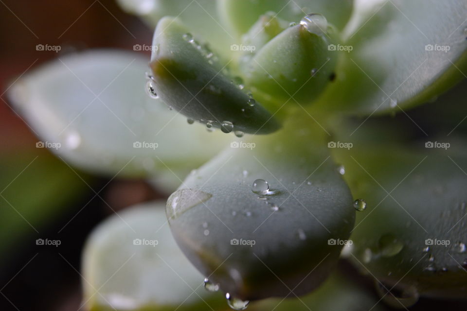 fesh cactus