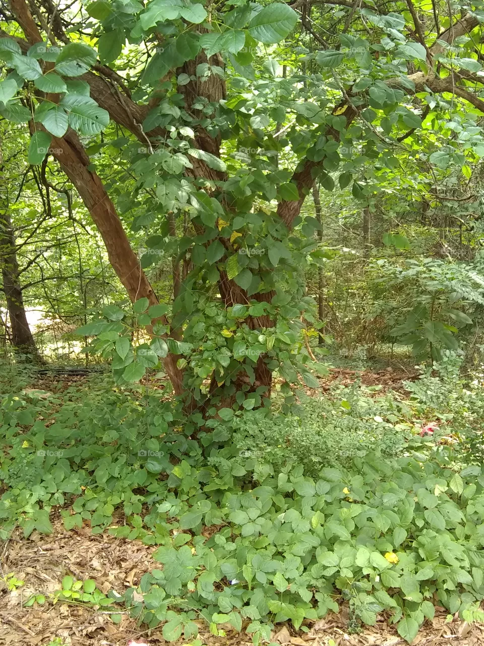 tree