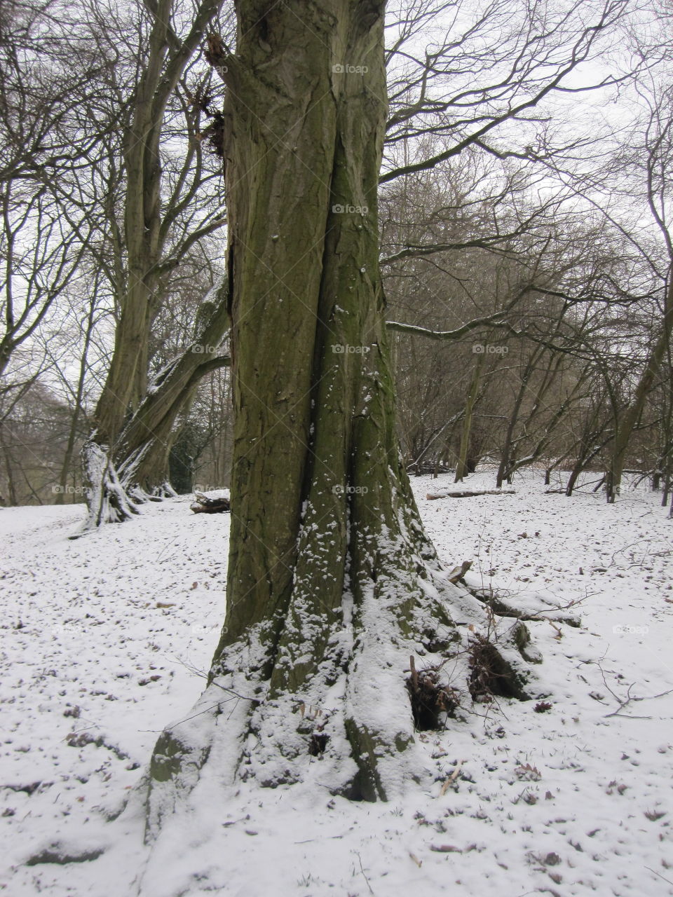 Tree, Winter, Wood, Snow, No Person