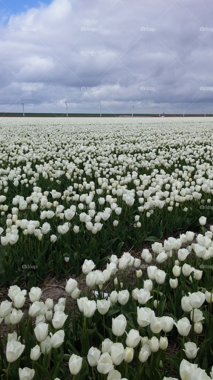 White tulips . White tulips with windmills 