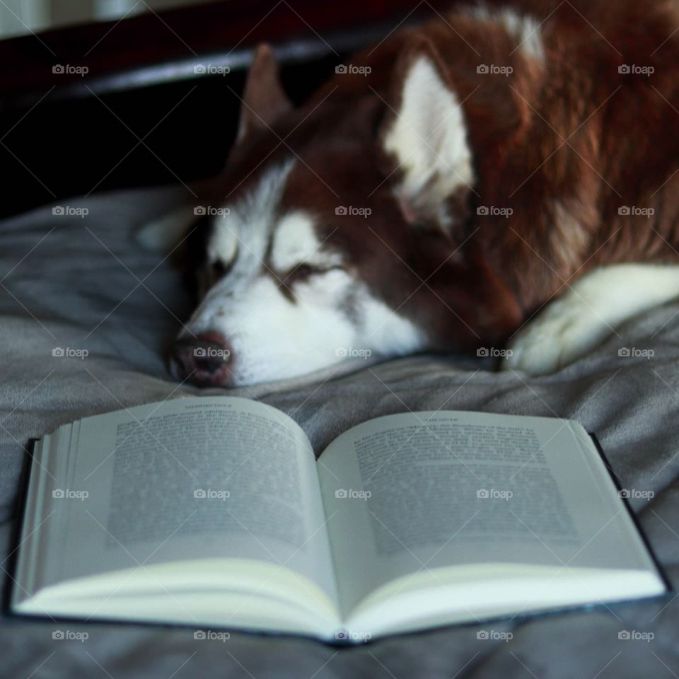 reading in bed by your dog
