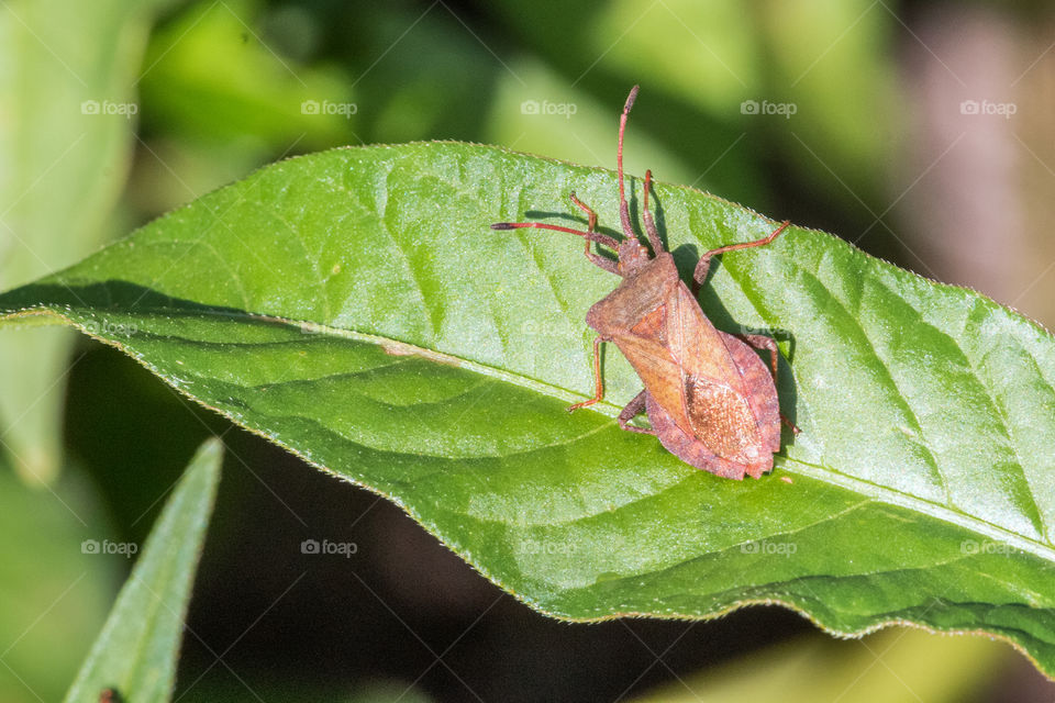 Brown bug (Coreus marginatus).