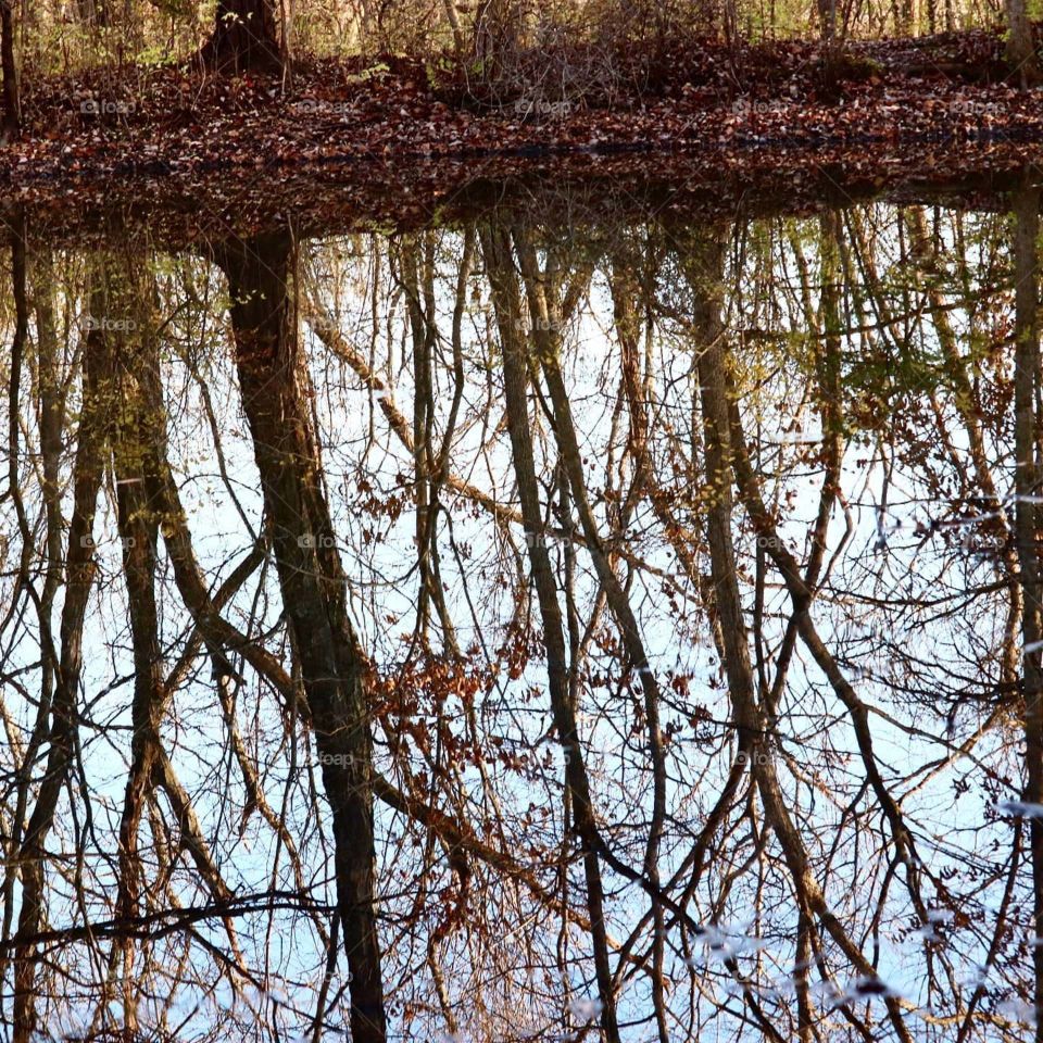 reflection on trees on pond