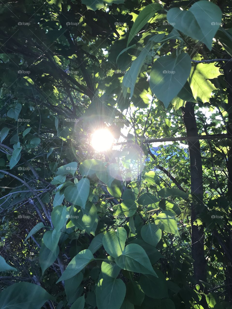 Sun coming through leaves and trees
