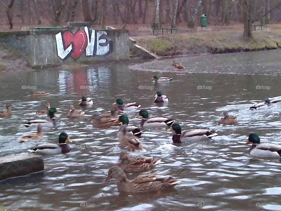 winter ducks