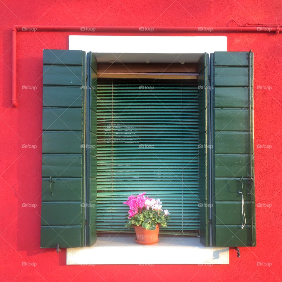 Potted plant on window