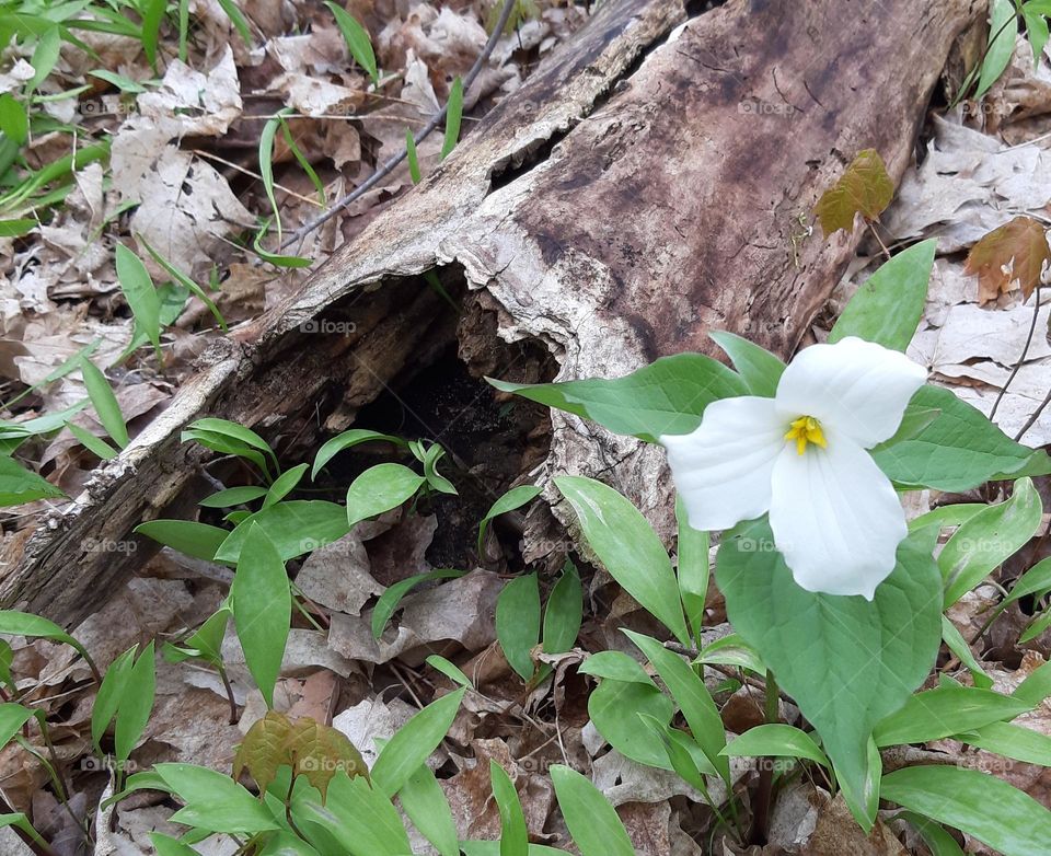 Forest Trillium