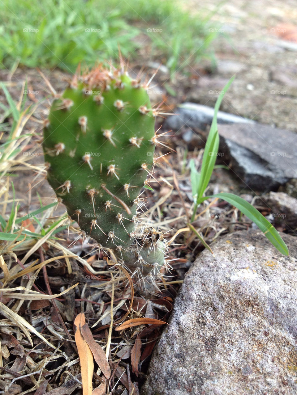 green nature grass cactus by titavalos