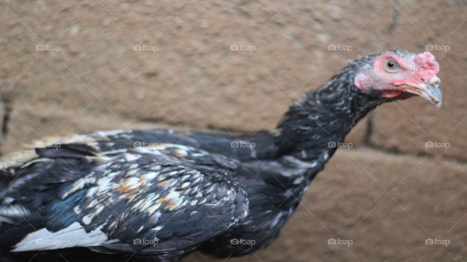 Chicks are growing up