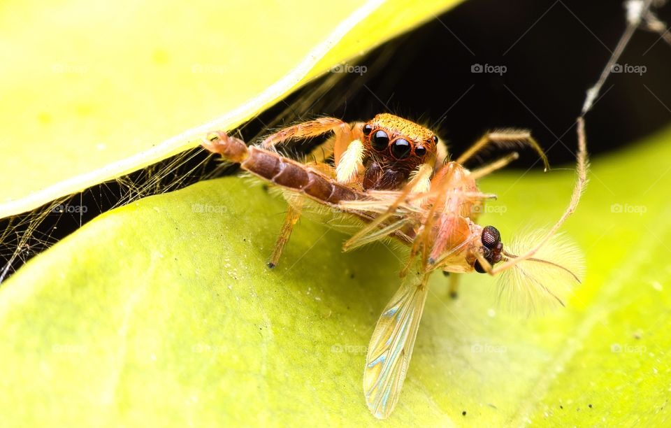Jumping Spider 