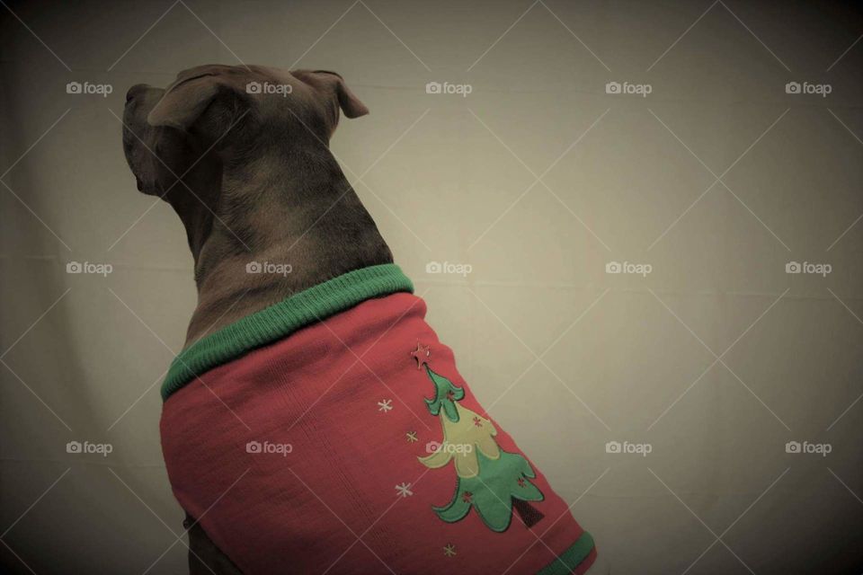 Twas the night before Pitmas