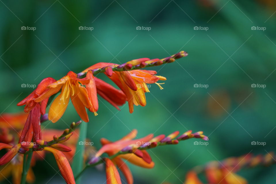 Orange flower against green background