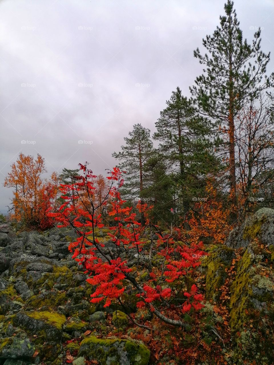 Stunning red rowan photographed in autumn in Finnish Lapland.