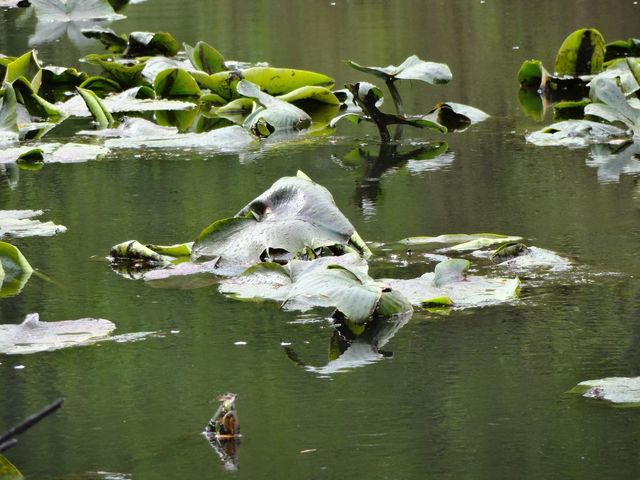 Lilly pad