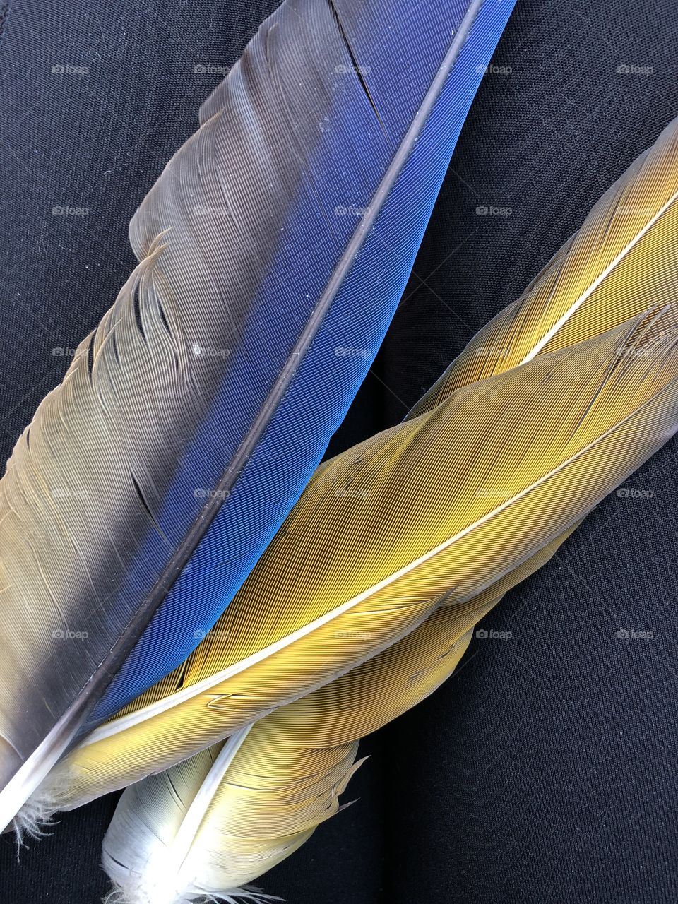 Blue and yellow wings of a macaw parrot