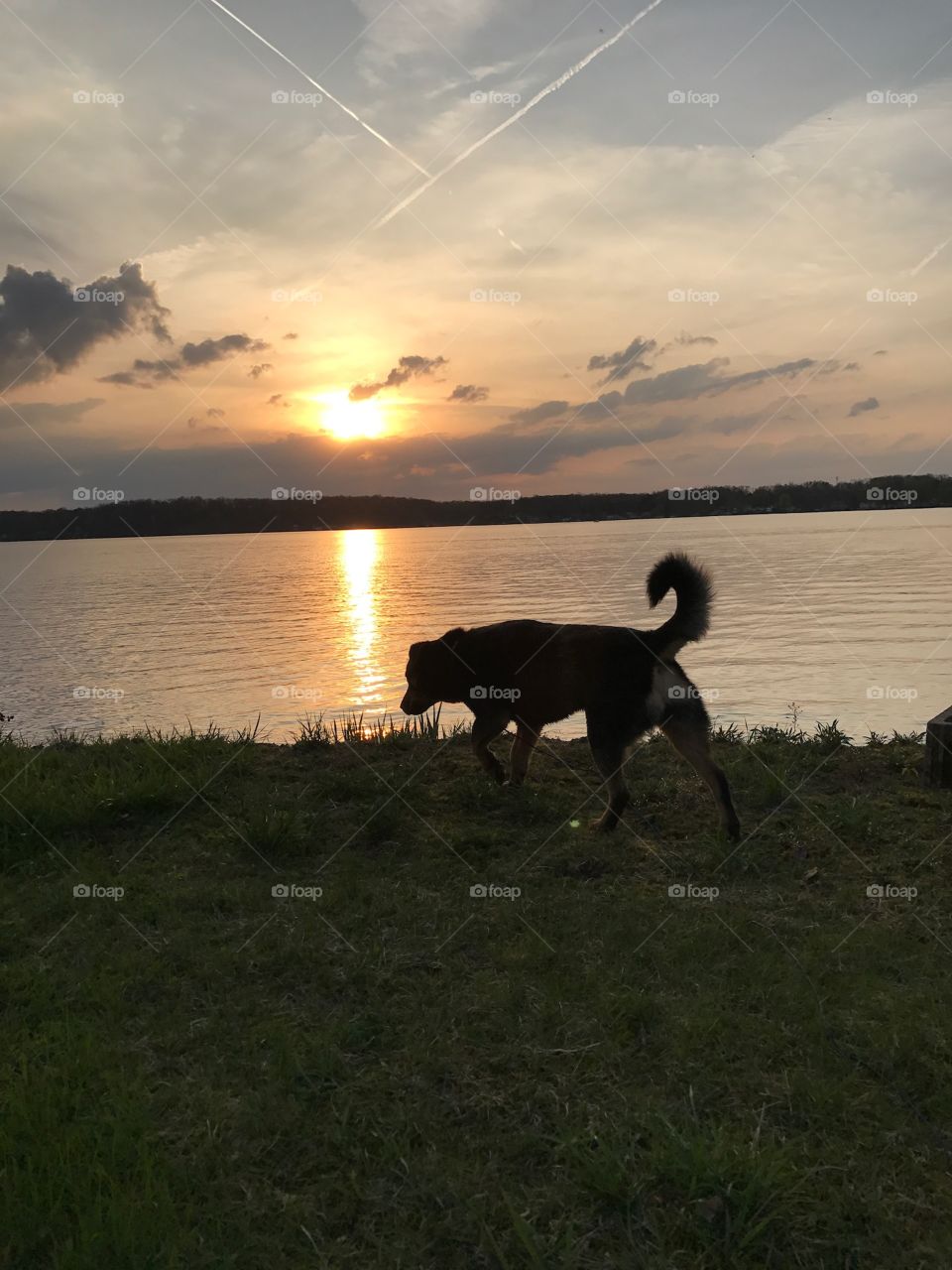 Landscape, Water, Lake, Sunset, Mammal