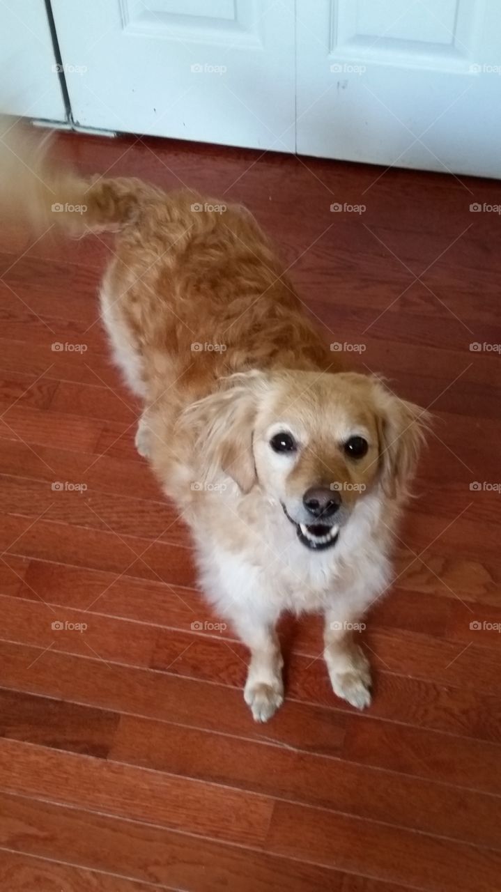 miniature golden retriever . Max was rescued from a high kill shelter and now lives a happy life in his forever home