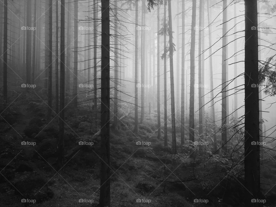 Dark woods