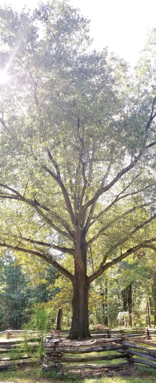 Autumn Tree