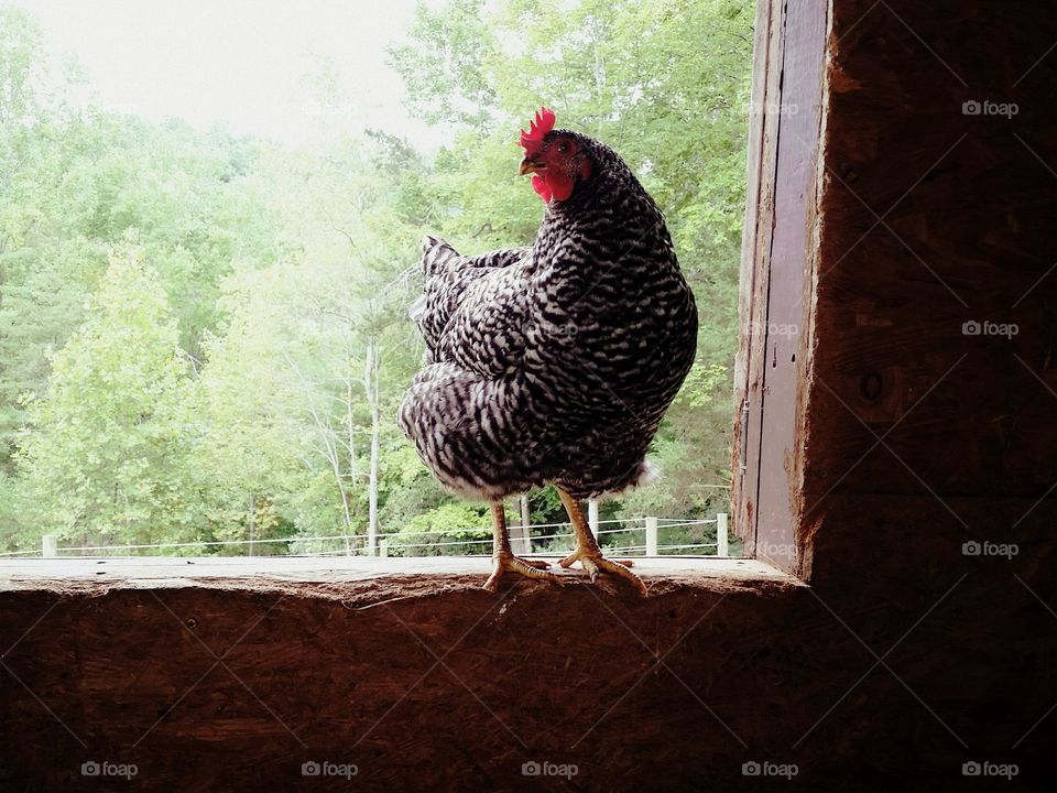 Speckled hen standing on window