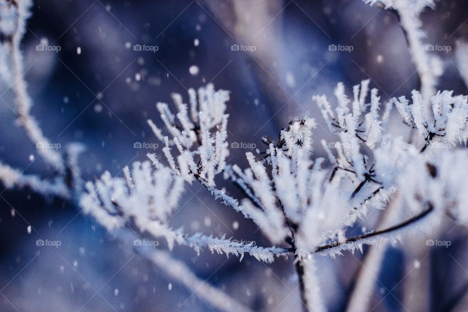 frost on a dry flower