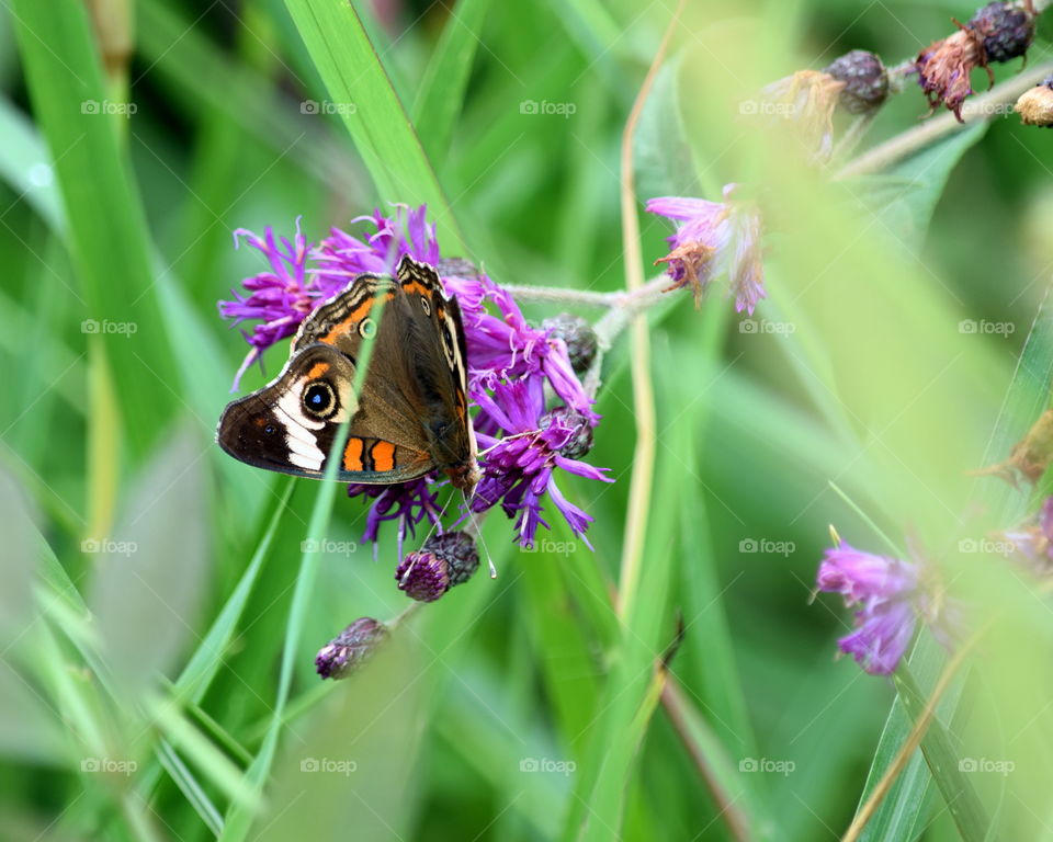 Wild Flower & Buckeye Butterfly