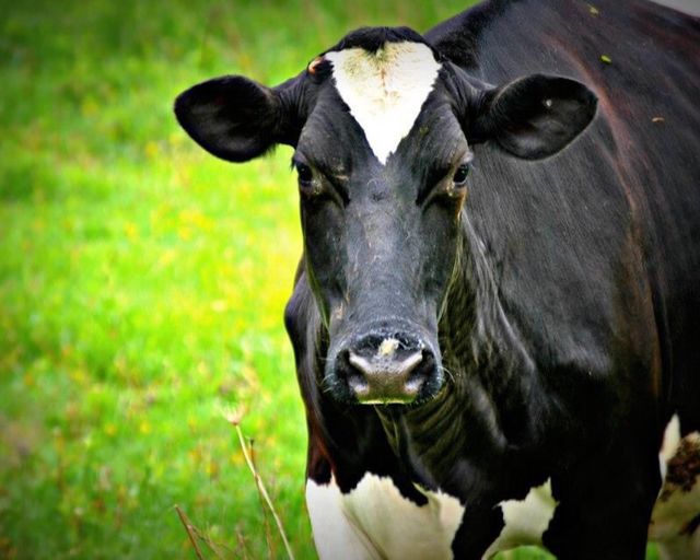 Beautiful cow