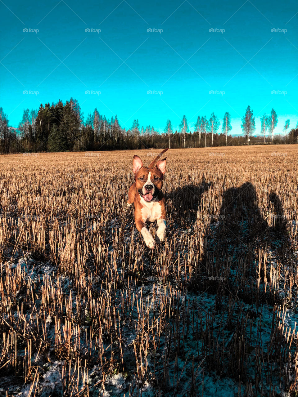 Happy dog jumping on a field on a beautiful sunny winter day.