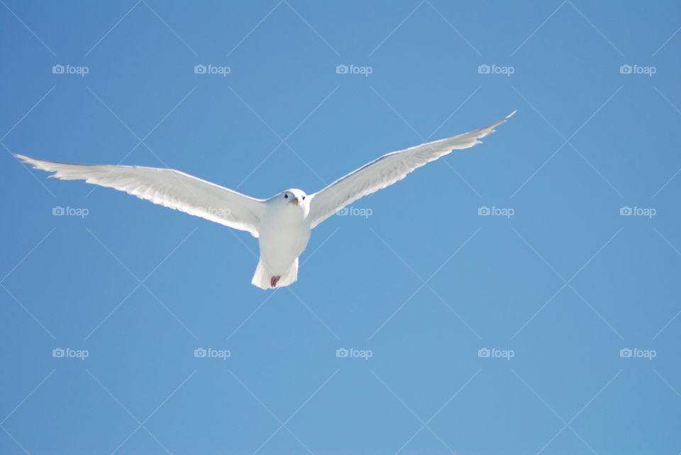 Gull