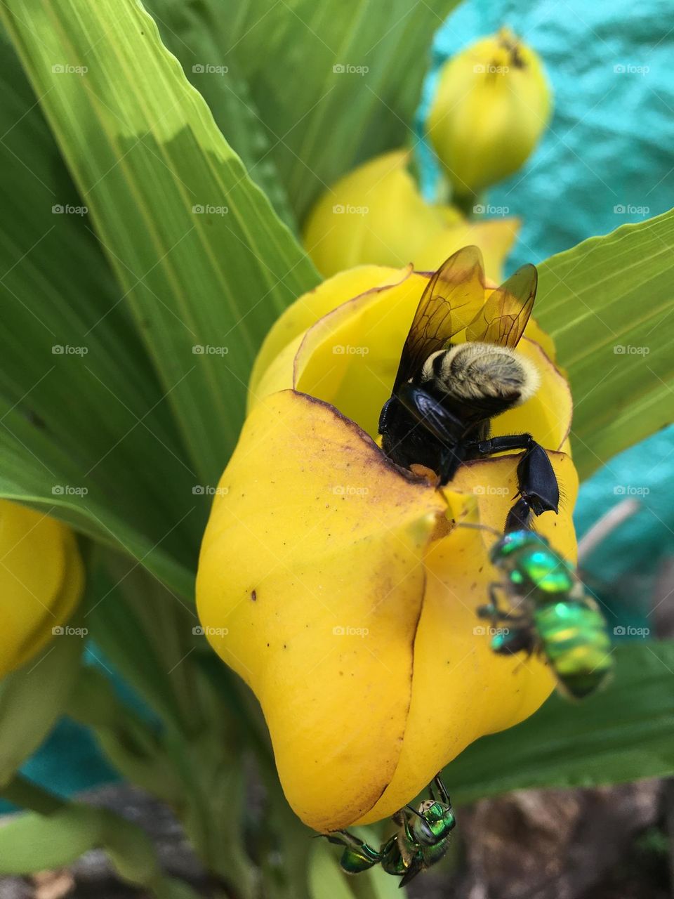 Beautiful yellow flower. Spring